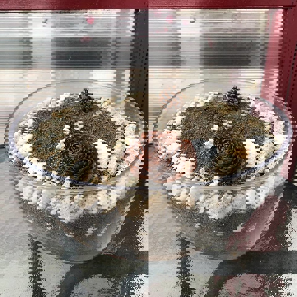 Горшочек прозрачный