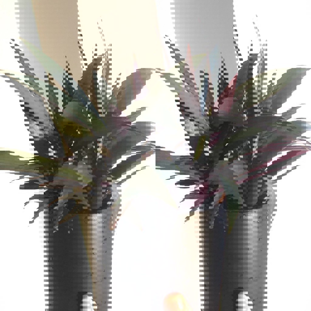 Традесканция Рео