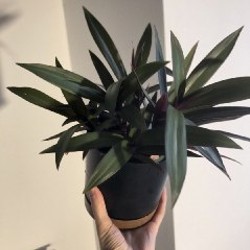 Традесканция Рео - фото 2