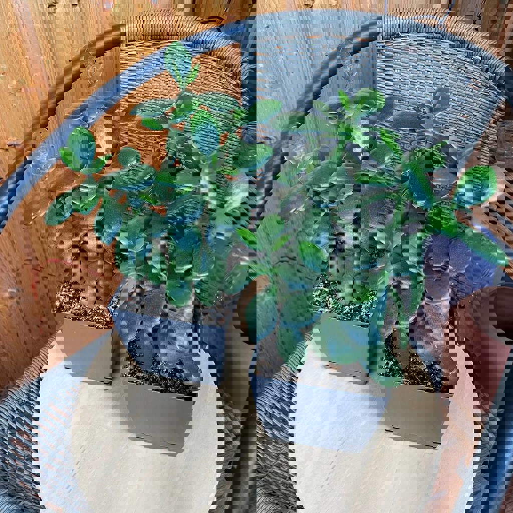 Денежное дерево