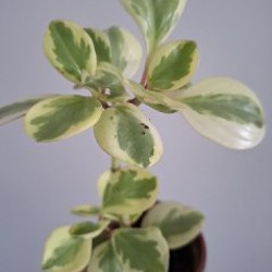 Роули - фото 1