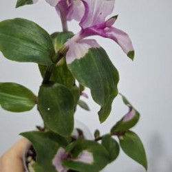 Роули - фото 2