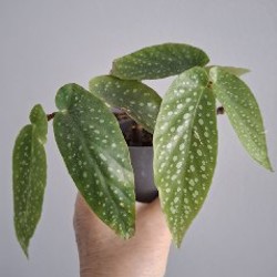 Роули - фото 4