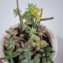 Роули - фото 8