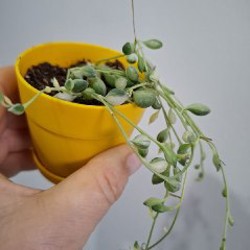 Роули - фото 10