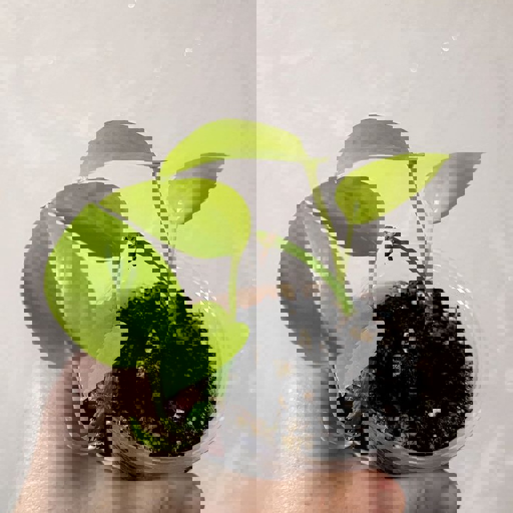 Сциндапсус Расписной