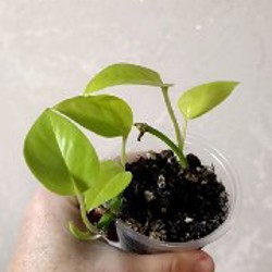 Сциндапсус Расписной - фото 1