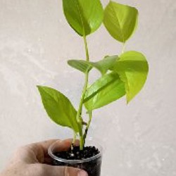 Сциндапсус Расписной - фото 2