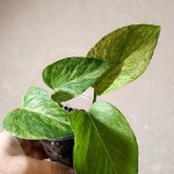 Сциндапсус Расписной - фото 3