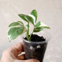 Сциндапсус Расписной - фото 4