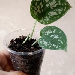 Сциндапсус Расписной - фото 5