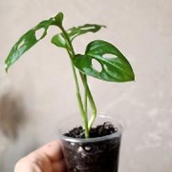 Сциндапсус Расписной - фото 6