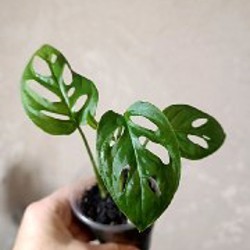 Сциндапсус Расписной - фото 7