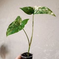 Сциндапсус Расписной - фото 8