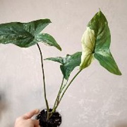 Сциндапсус Расписной - фото 9