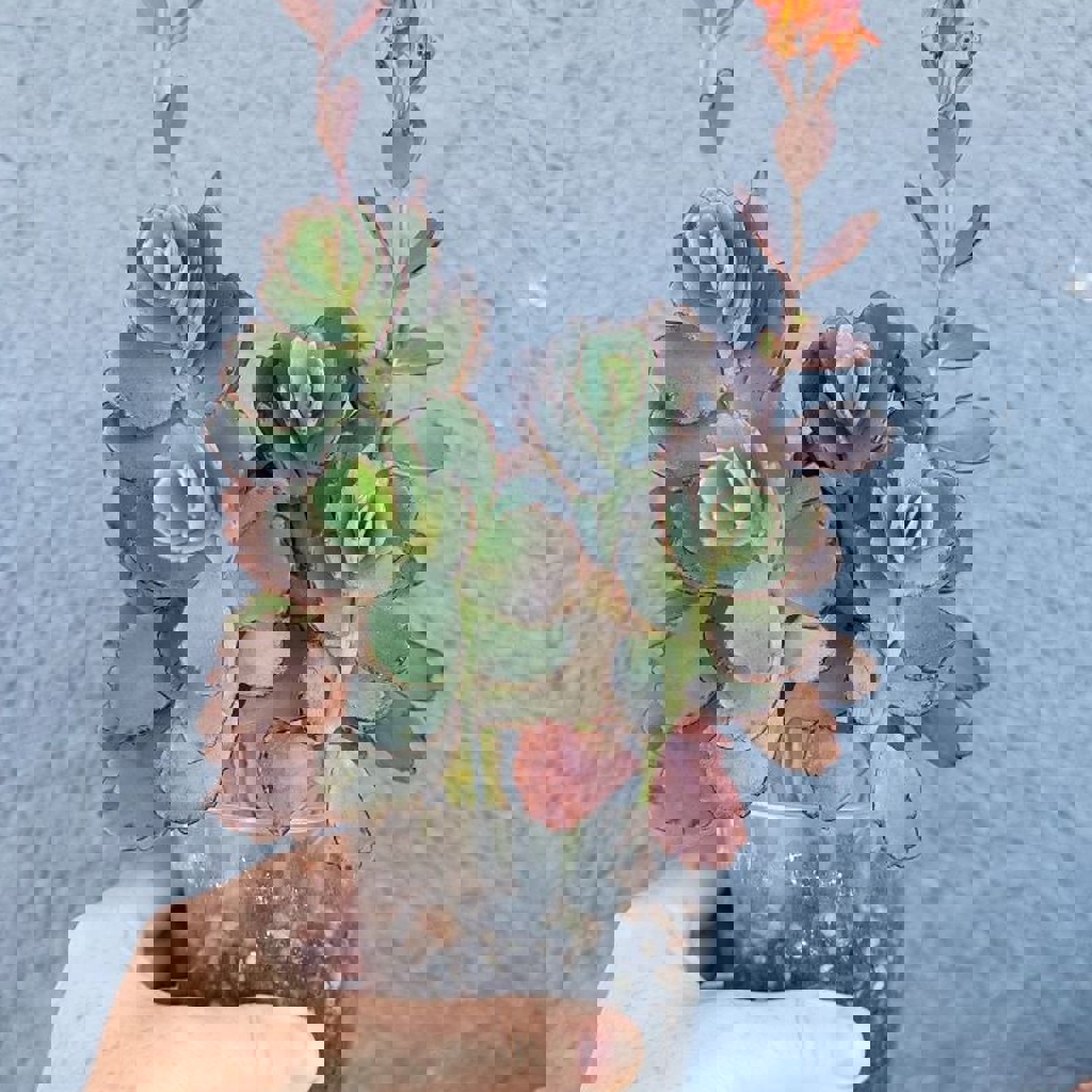 Каланхоэ Федченко