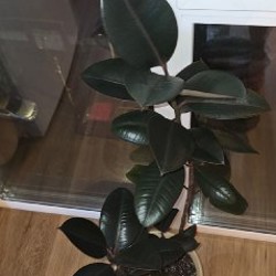 Денежное дерево - фото 1