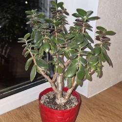 Денежное дерево - фото 2