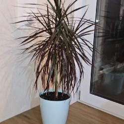 Денежное дерево - фото 3