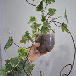 Хедера - фото 1