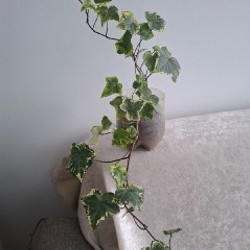 Хедера - фото 2