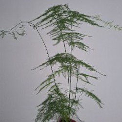 Хедера - фото 3