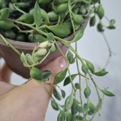 Хедера - фото 4