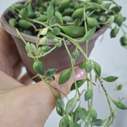 Хедера - фото 5