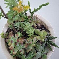 Хедера - фото 6