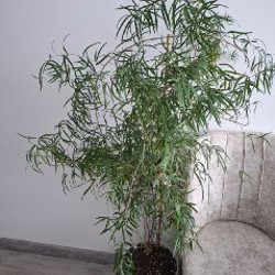 Хедера - фото 8