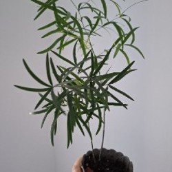 Хедера - фото 9