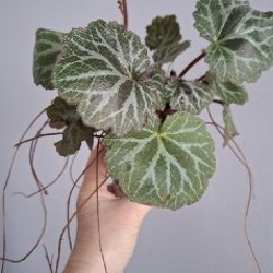 Хедера - фото 10