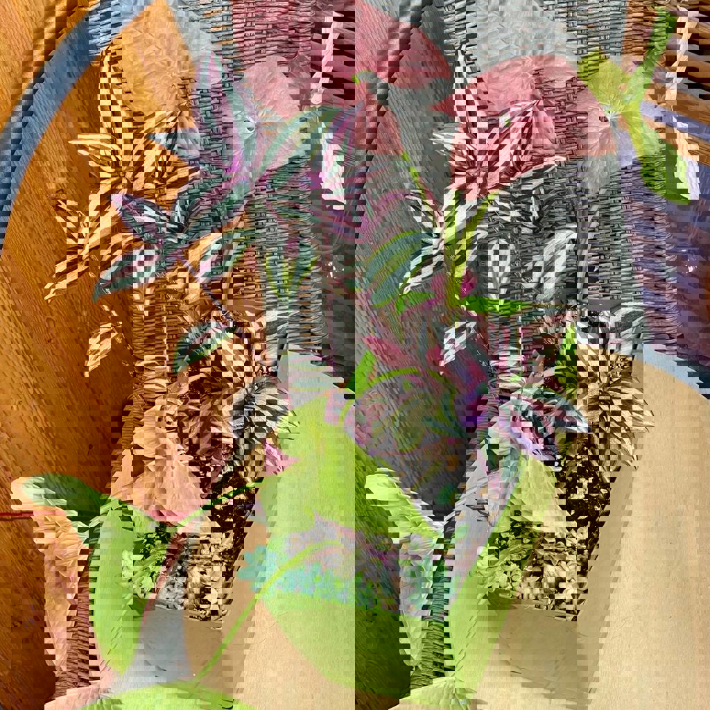 Традесканция зебрина