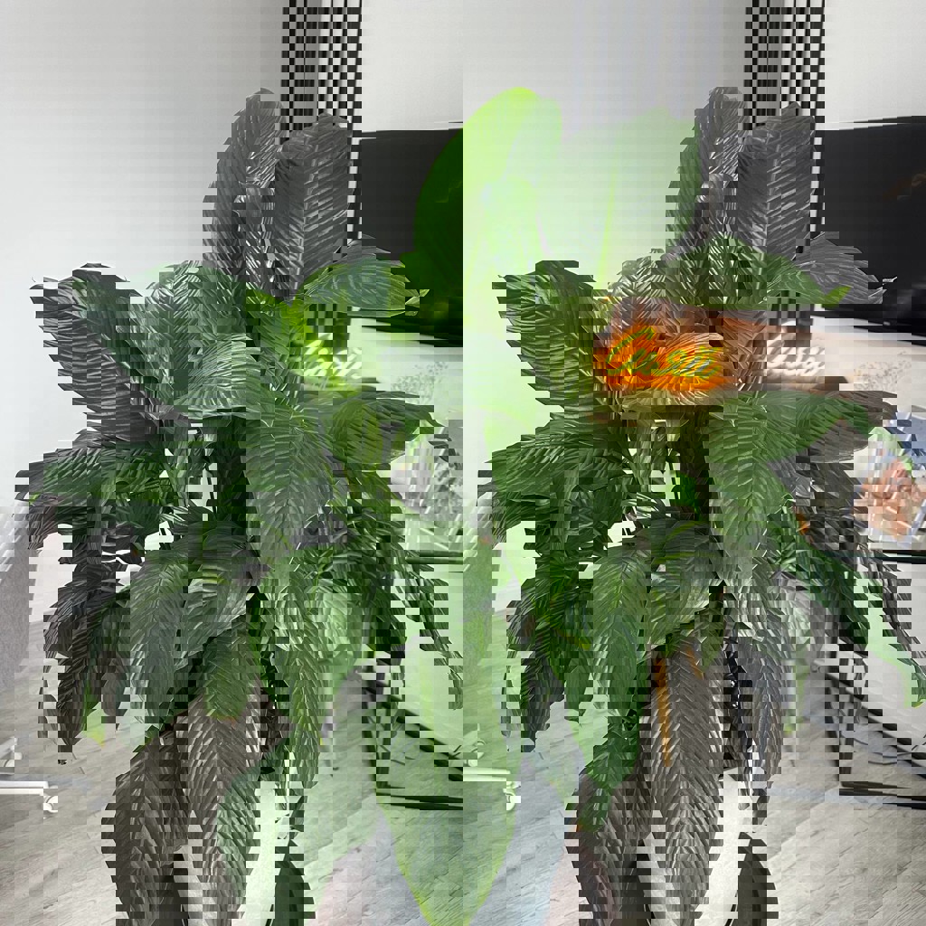 Спатифиллум