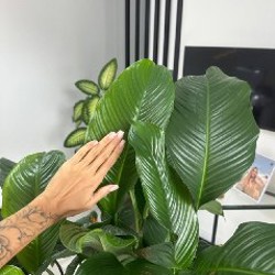 Спатифиллум - фото 2