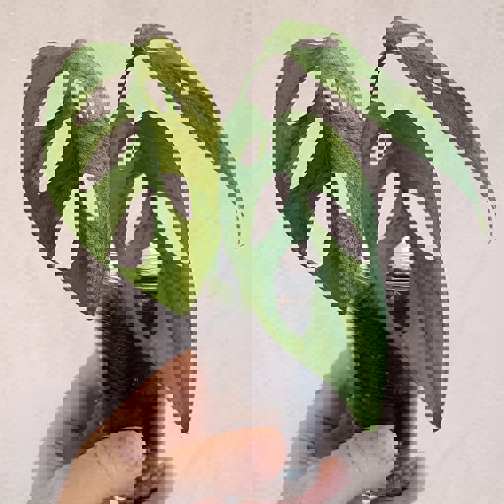 Монстера Манки вариегатная