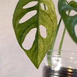 Монстера Манки вариегатная - фото 2