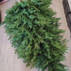 Шикарная ёлка - фото 4