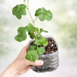 Гемантус - фото 2