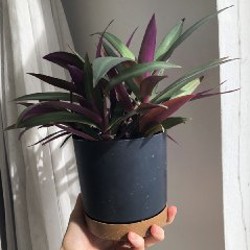 Гемантус - фото 3