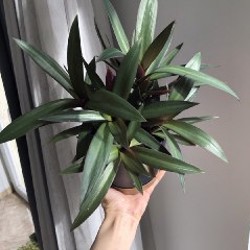 Гемантус - фото 4