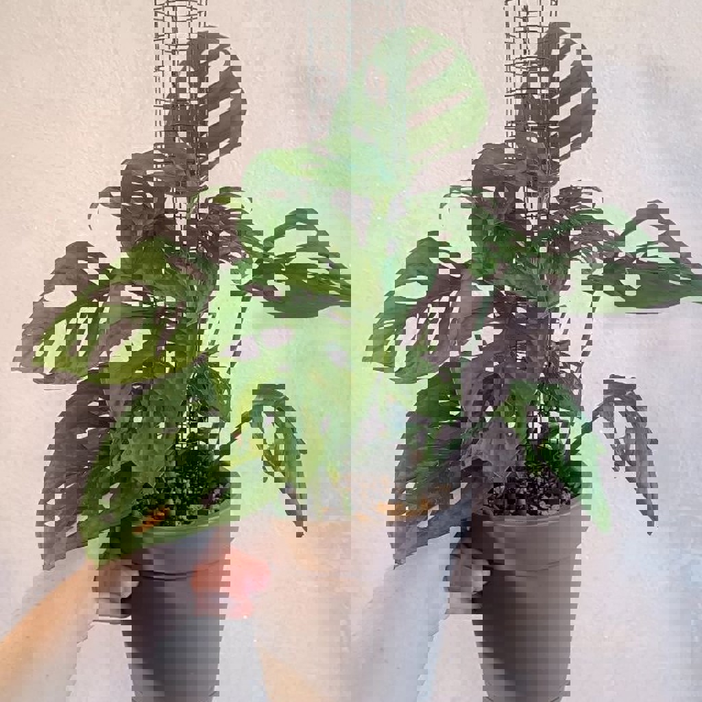 Монстера Адансона