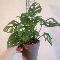 Монстера Адансона - фото 1