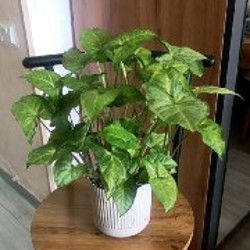 Монстера Адансона - фото 2