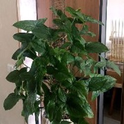 Монстера Адансона - фото 3