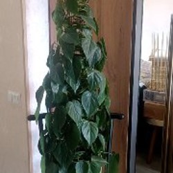 Монстера Адансона - фото 4