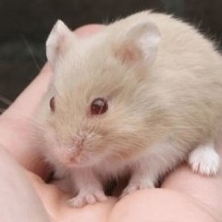 Хомячок Кэмпбелл - фото 2