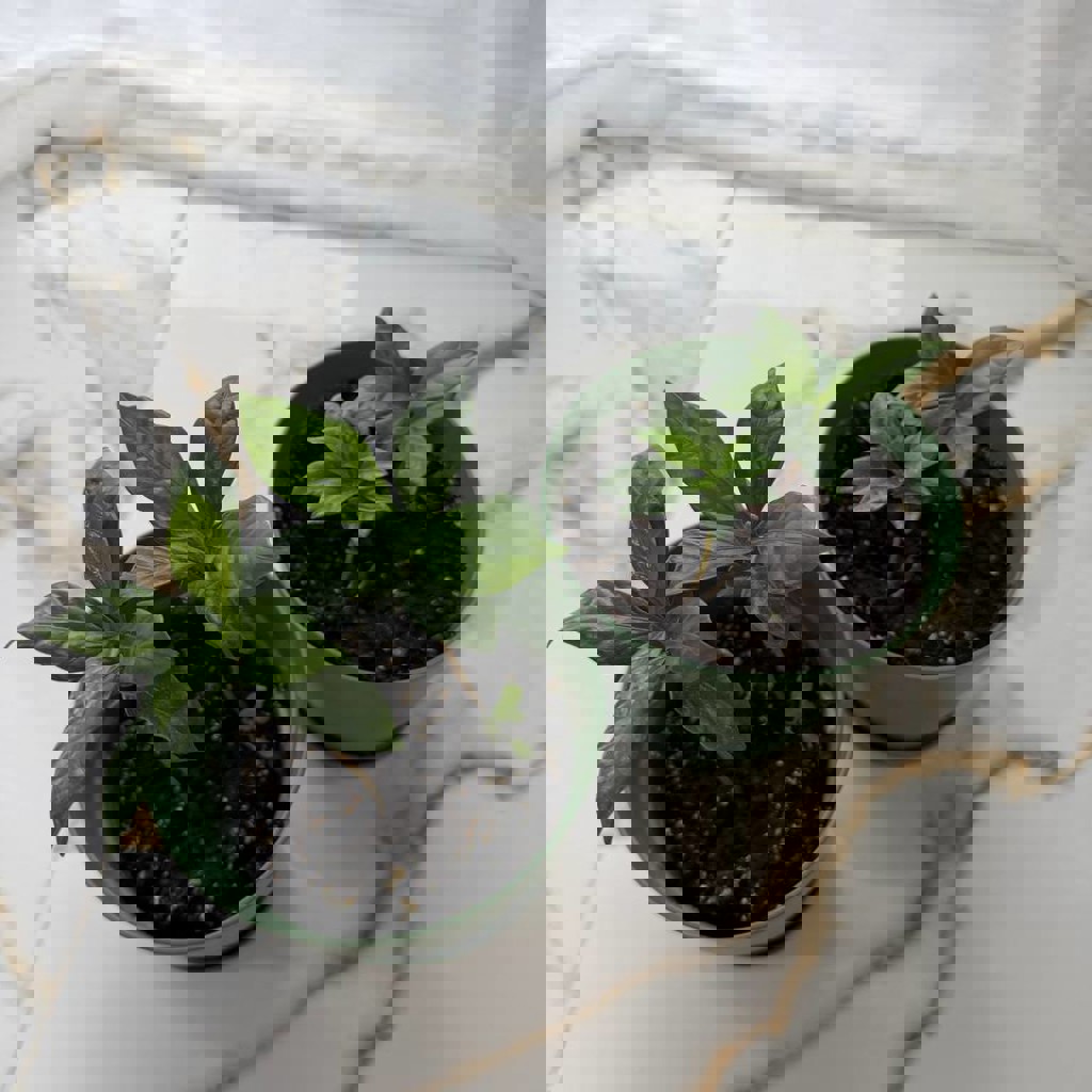 Традесканция зебрина