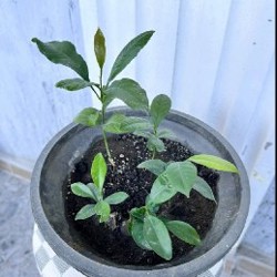 Традесканция зебрина - фото 3