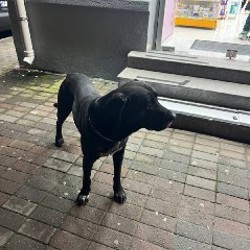 Собака - фото 2